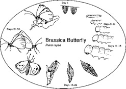 Brassica Butterfly