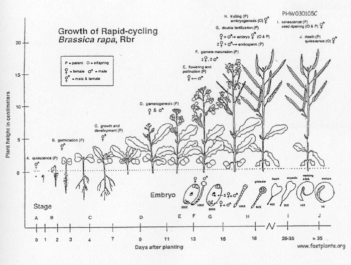 Growth Development