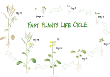 Fast Plants life cycle screenshot