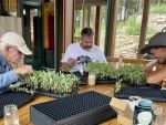 Plant breeders making selections