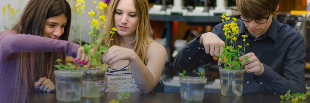 Students trimming Wisconsin Fast Plants