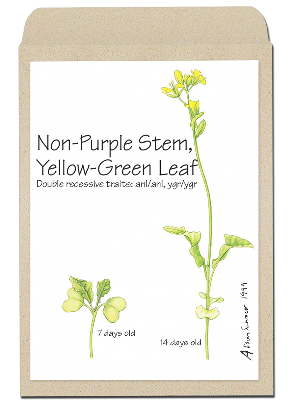 Products Archive Wisconsin Fast Plants