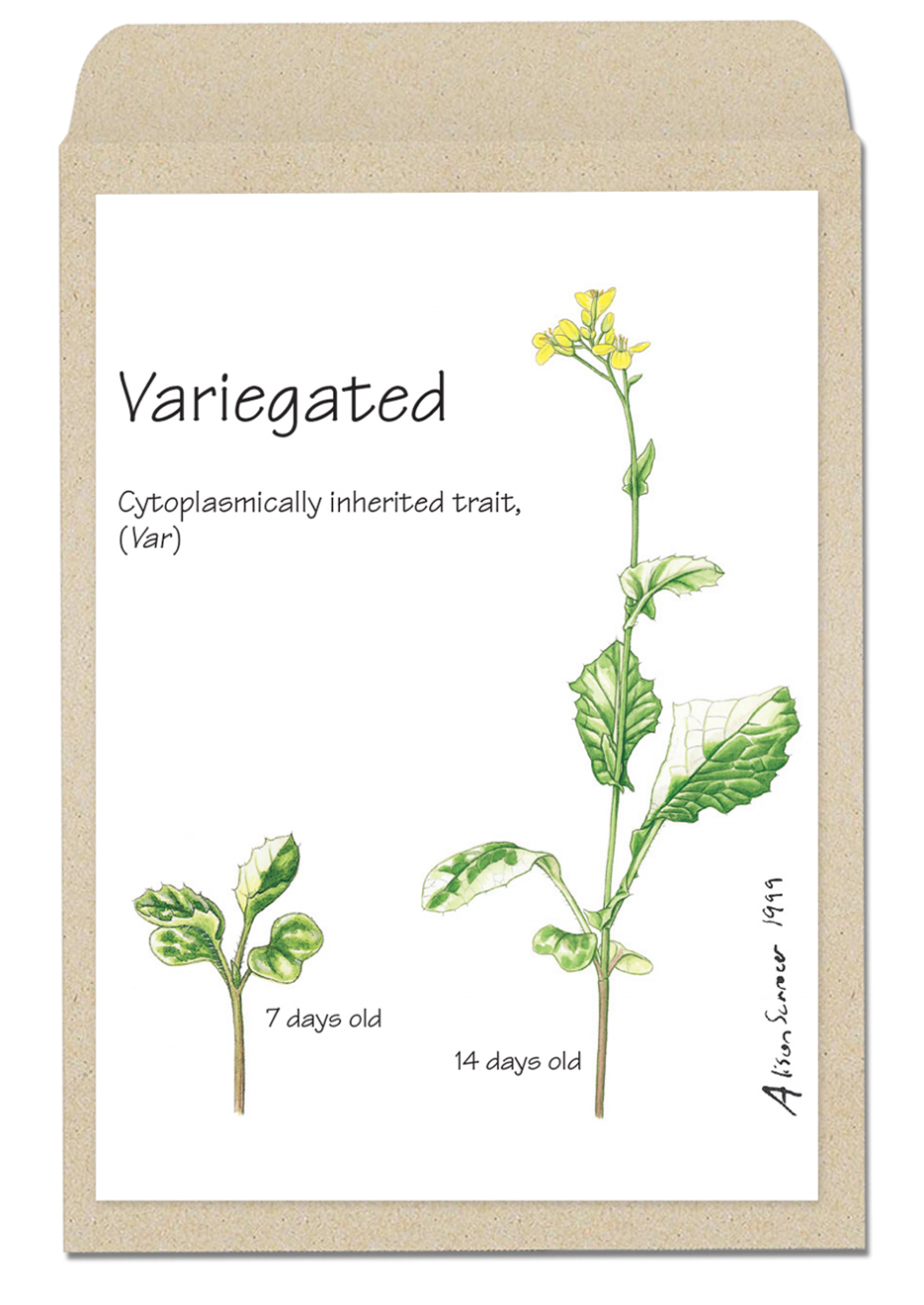variegated