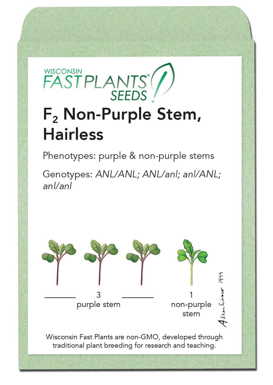 F2Non-Purple Stem Hairless