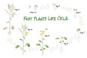 Life cycle of Wisconsin Fast Plants