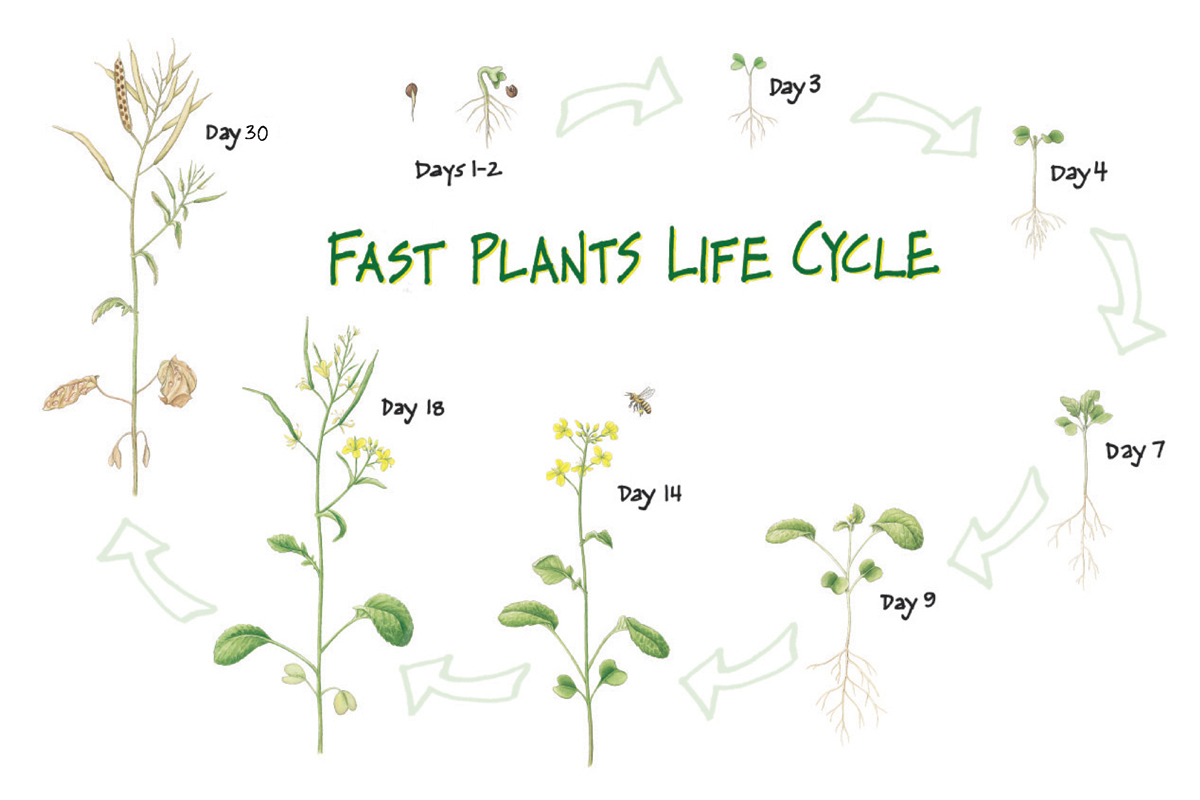 Plant cycle. Plant Life Cycle. Life Cycles. Plants Live Cycle. Цикл растения хлопок.