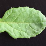 Hairy leaf margin