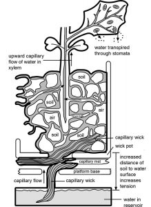 Typical Fast Plants growing systems use capillary wicking material to pull water from a reservoir to the root medium (soilless seedling-starter mix) which has strong capillary properties. There is an unbroken continuity of water from the root medium into and throughout the plants.
