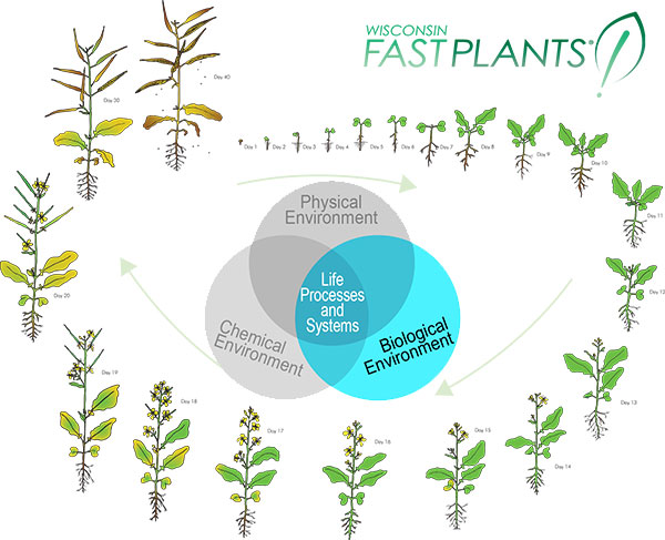 Biological Environment: Growing Healthy Wisconsin Fast Plants