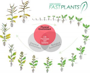 Physical environment factors, along with chemical and biological factors, affect Fast Plants systems and life processes