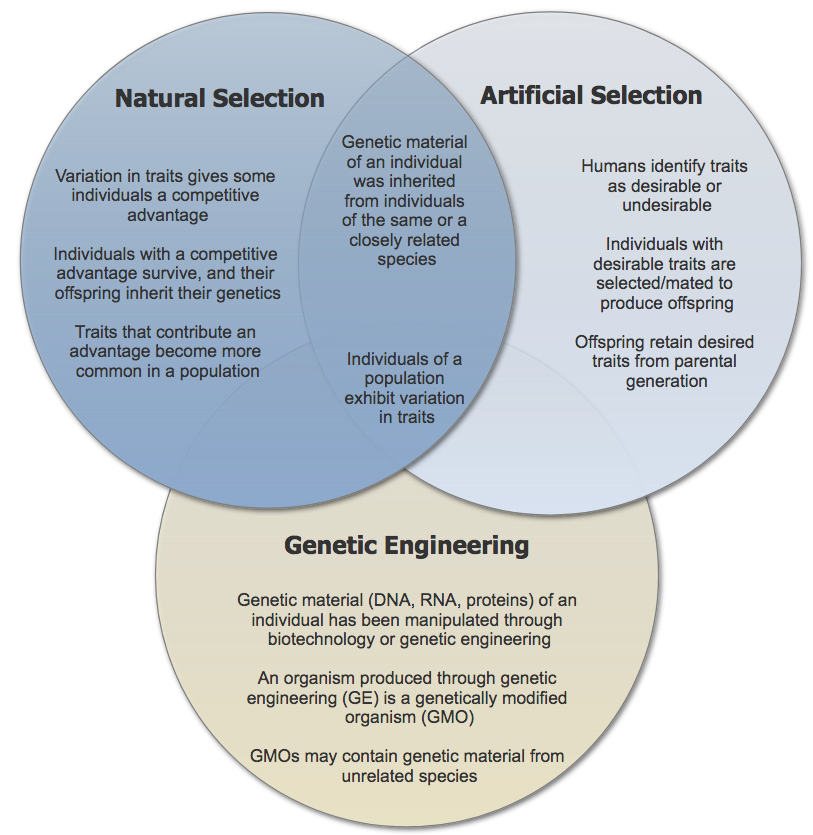 Genetically engineered plants share some similarities with plant populations that changed through natural and artificial selection.