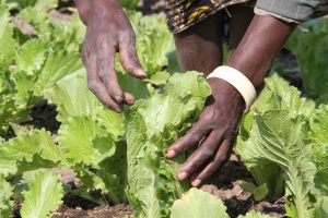 Plants we bred for favorable qualities share some similarities with genetically engineered plants.