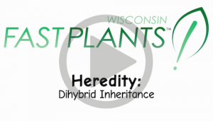 Dihybrid genetics inheritance life science