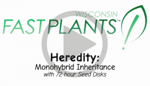 Monohybrid seed disk genetics inheritance life science