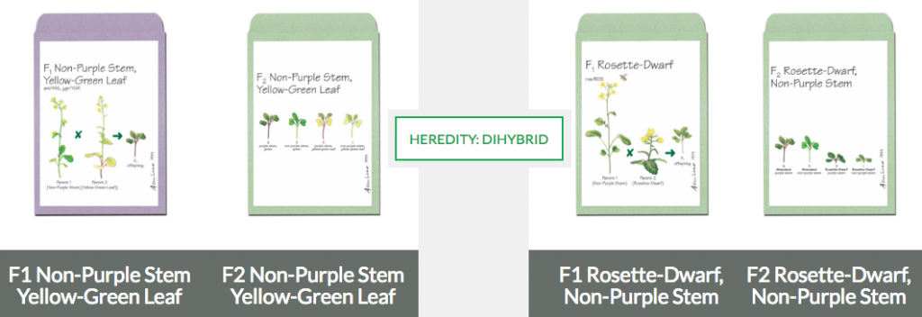 dihybrid F1 F2 packets