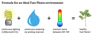 fast-plants-ideal-environment-formula