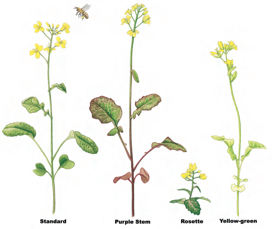 patterns in plants