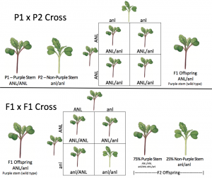inheritance of anl