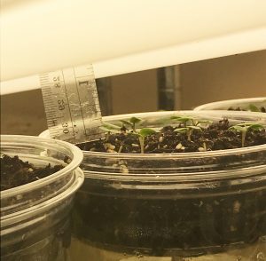 Emerging seedlings kept an inch or so from a high intensity light source grow short, strong hypocotyls (aka the stem between "soil" surface and first leaves or cotyledons).
