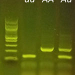 PCR-Gel-ANL-anl-Fast-Plants