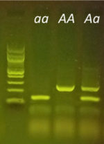 PCR-Gel-ANL-anl-Fast-Plants