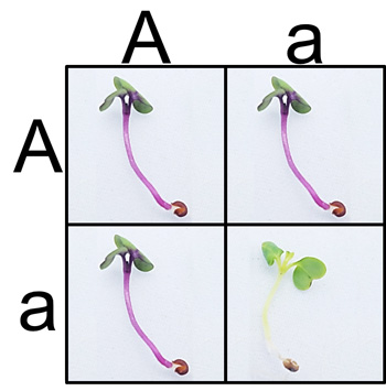 Punnet-PCR-Fast-Plants