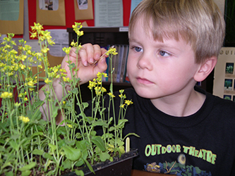 Growing Fast Plants with children inspires learning