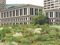 growing plants rooftop