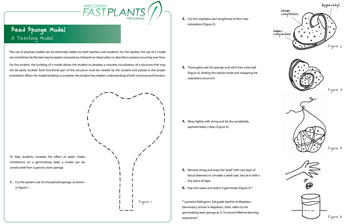 Seed Sponge Model instructions are available in the Fast Plants digital library.