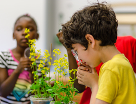 Hands-on learning with Fast Plants grows critical thinking