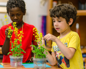 hands-on_pollination