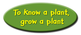 to know a plant grow a plant