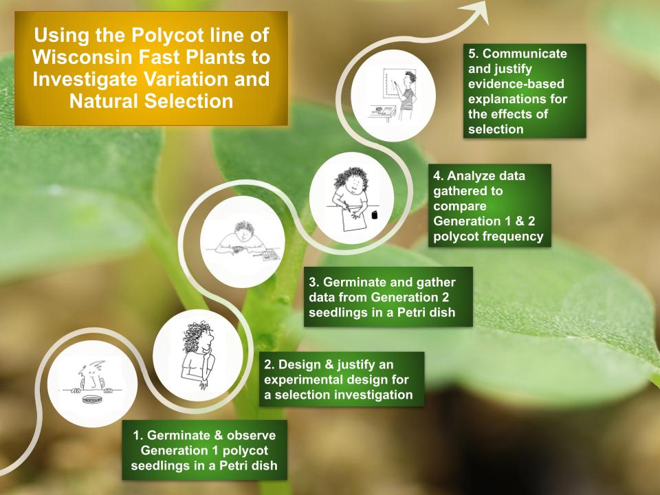 Polycot Wisconsin Fast Plants Selection Investigation overview