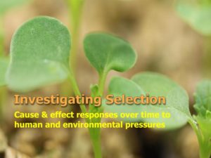 Polycots for selection experiments with Wisconsin Fast Plants