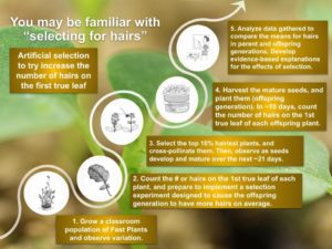 Hair Selection Investigation overview graphic