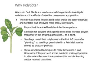 New Polycot seed line is excellent for selection experiments.
