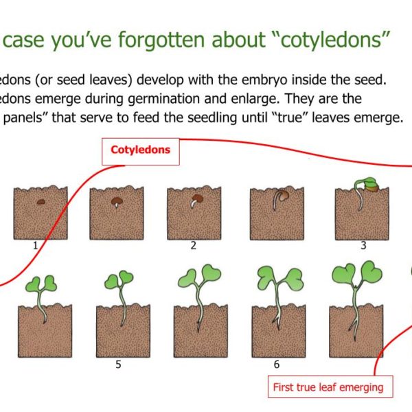 What are cotyledons?