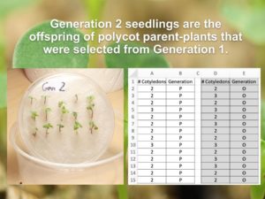 Organizing data from Generations 1 and 2 Polycots