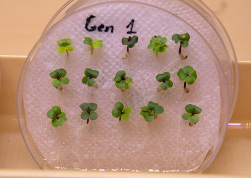Generation 1 Polycots seedlings germinated on paper towel