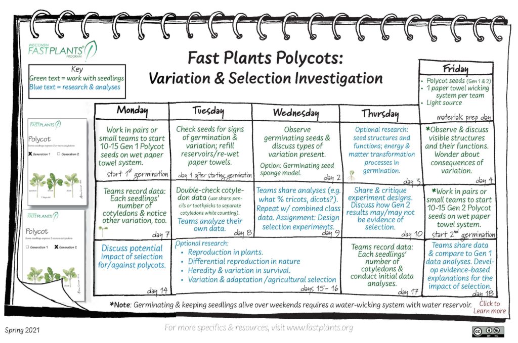 Polycots investigation calendar