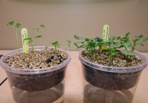 Fast Plants poor vs good grow lights