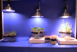 Fast Plants in different grow lights