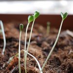 etiolated seedlings phenomenon
