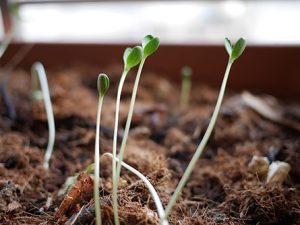 etiolated seedlings phenomenon