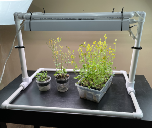 DIY Fast Plants grow lights