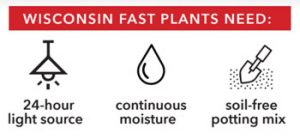 Fast Plants need 24 hour light, continuous moisture, and soil-free potting mix