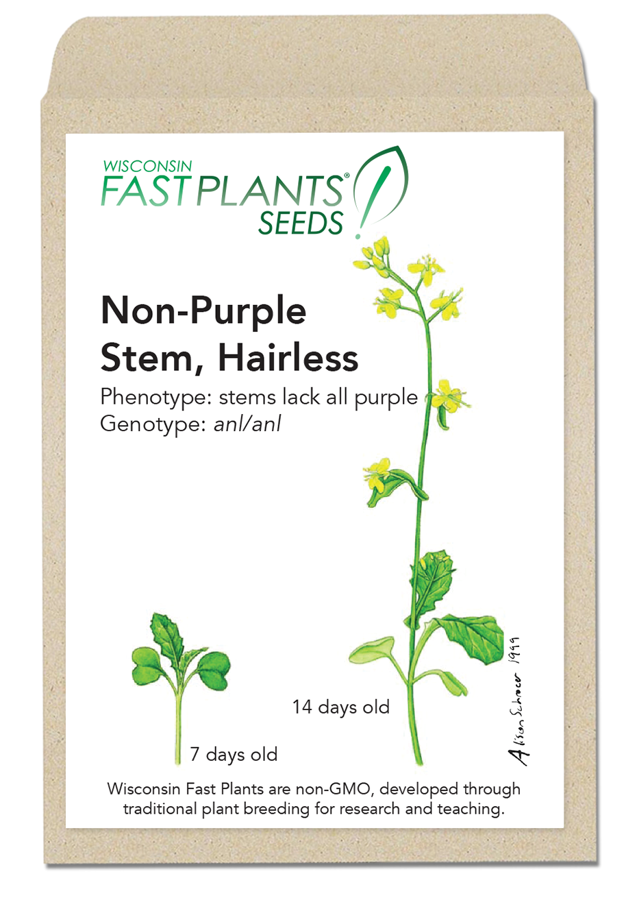 Non-Purple Stem, Hairless Fast Plants seed packet