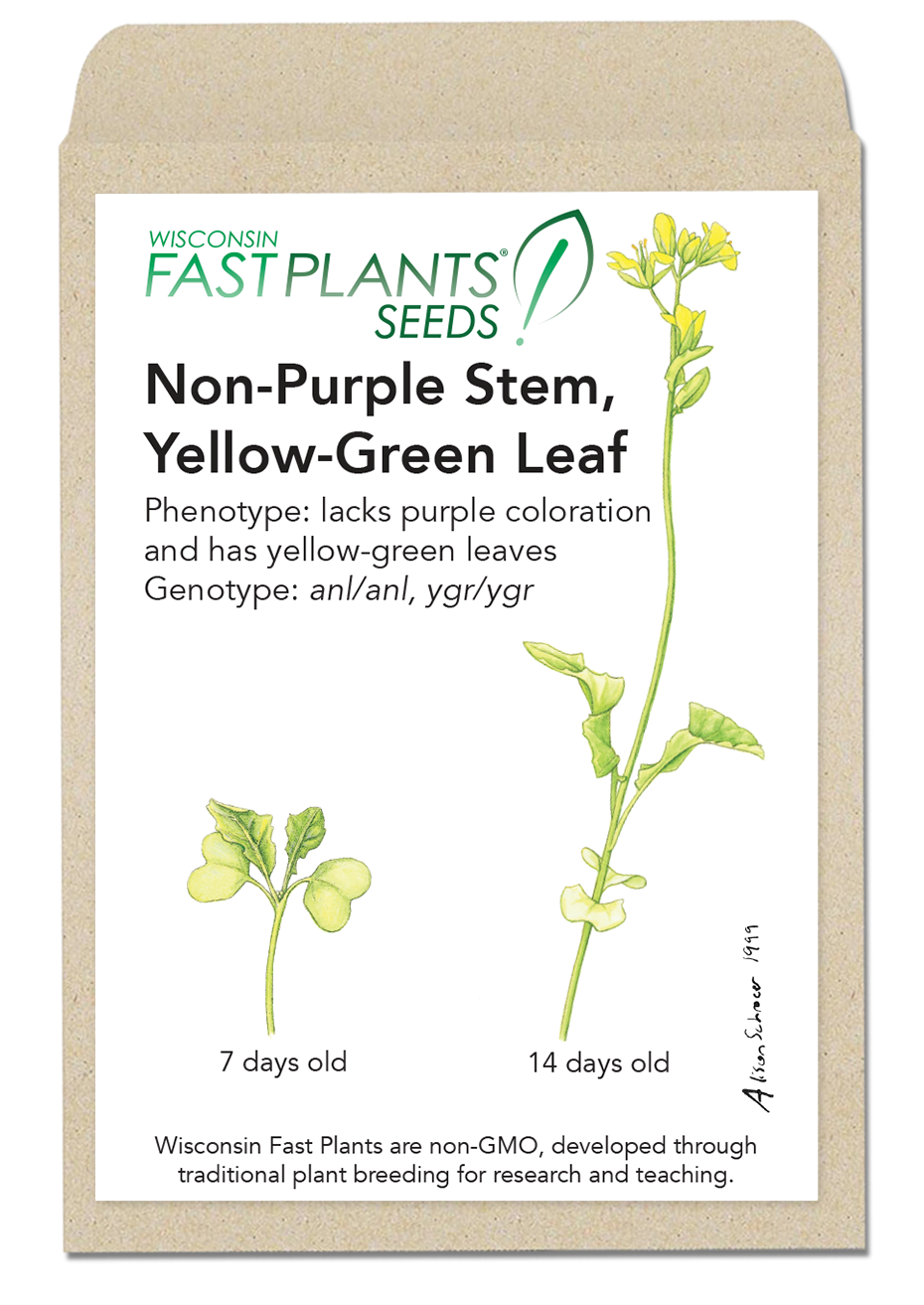 Non-Purple Stem, Yellow-Green Leaf Fast Plants seed packet