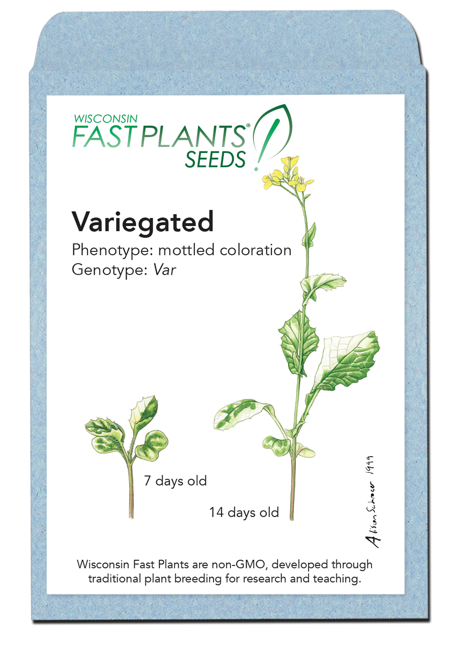 Variegated Fast Plants seed packet