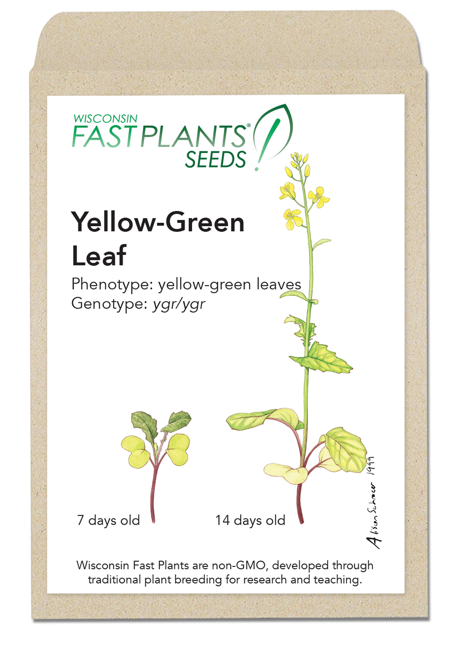 Yellow-Green Leaf Fast Plants seed packet